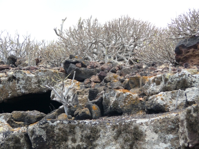 Foto de Lanzarote (Las Palmas), España
