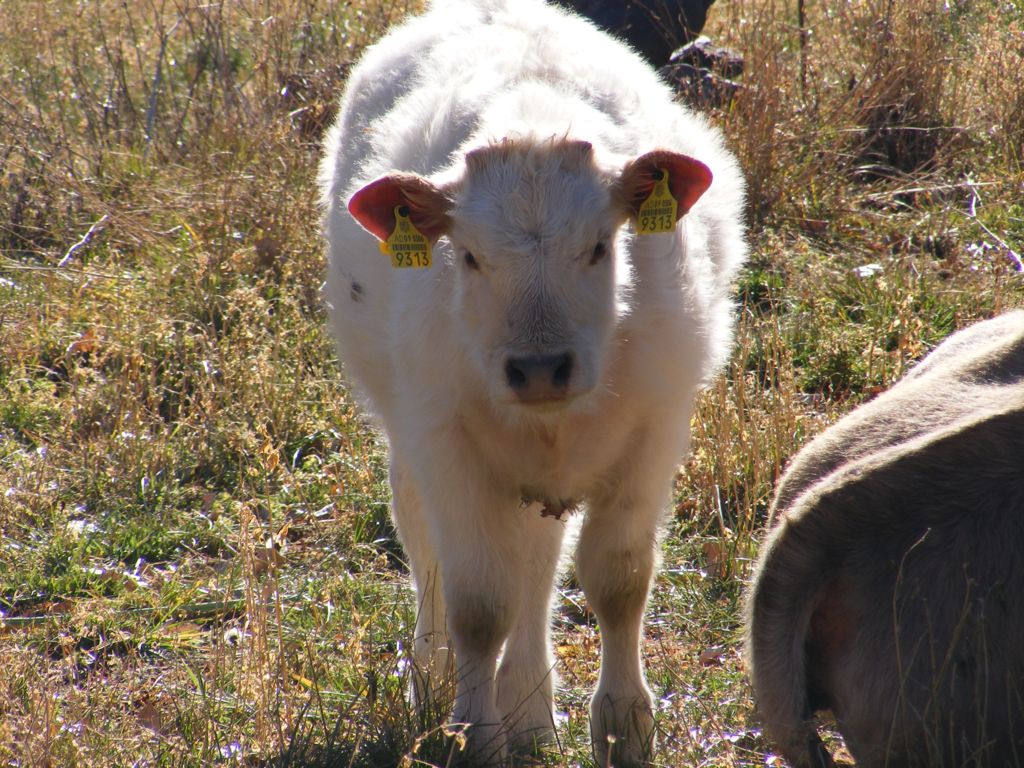 Foto de La Cortinada, Andorra
