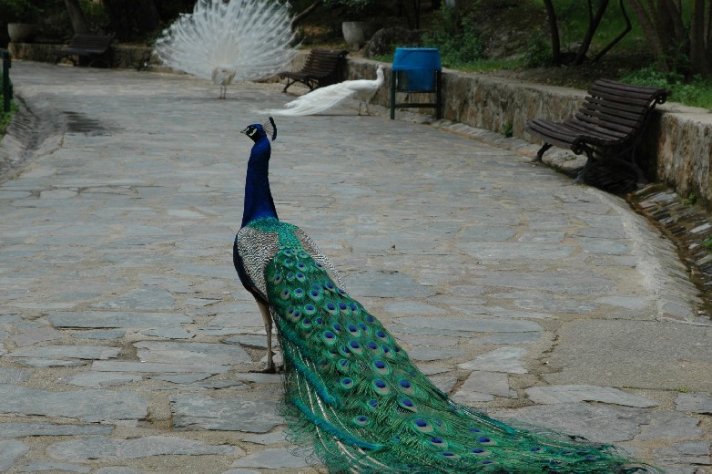 Foto de Plasencia (Cáceres), España