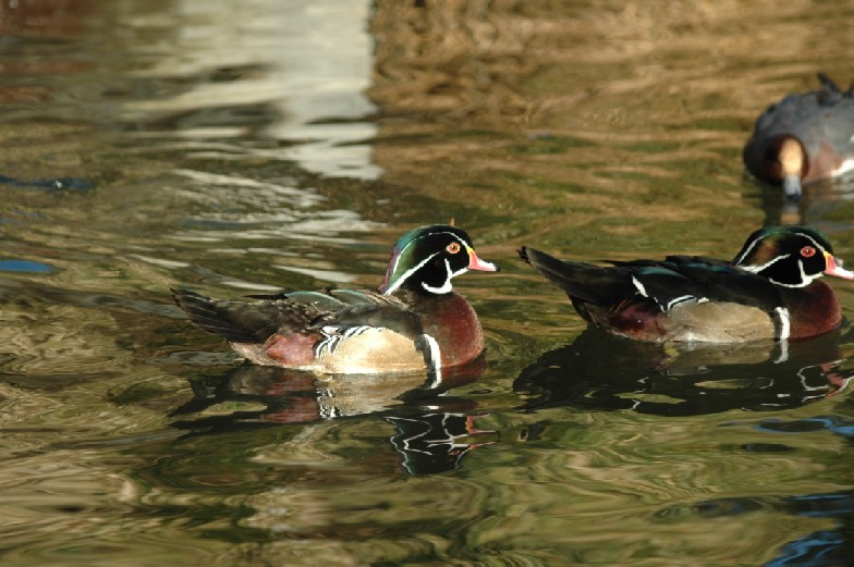 Foto de Plasencia (Cáceres), España