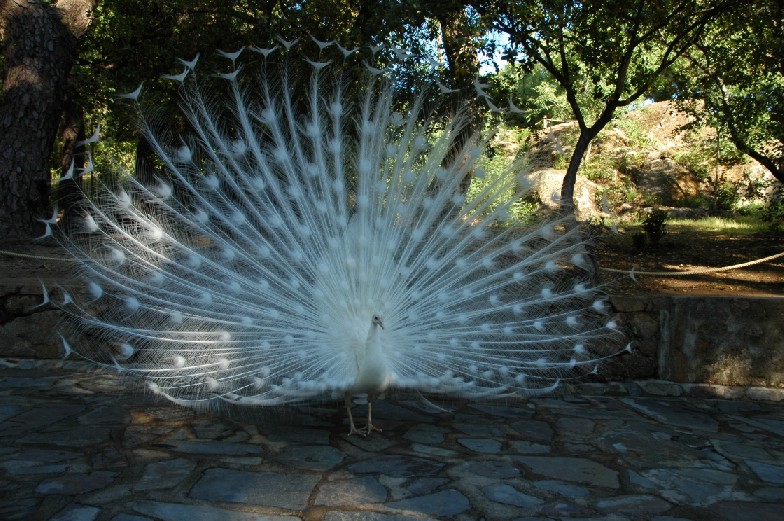 Foto de Plasencia (Cáceres), España