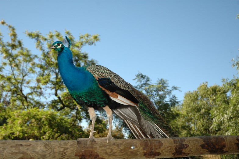 Foto de Plasencia (Cáceres), España