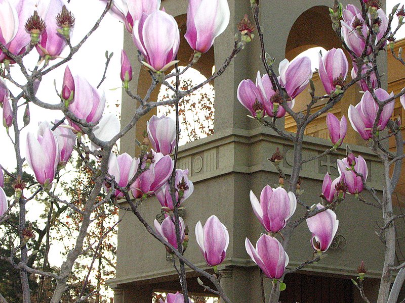 Foto de Santiago, Chile