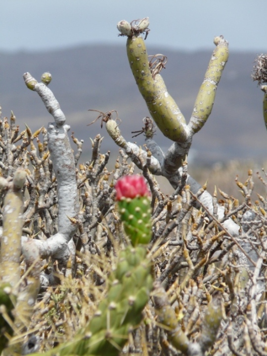 Foto de Lanzarote (Las Palmas), España
