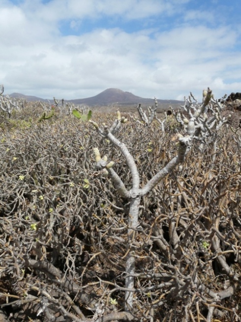 Foto de Lanzarote (Las Palmas), España