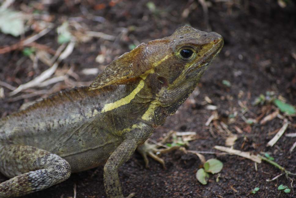 Foto de Limón, Costa Rica