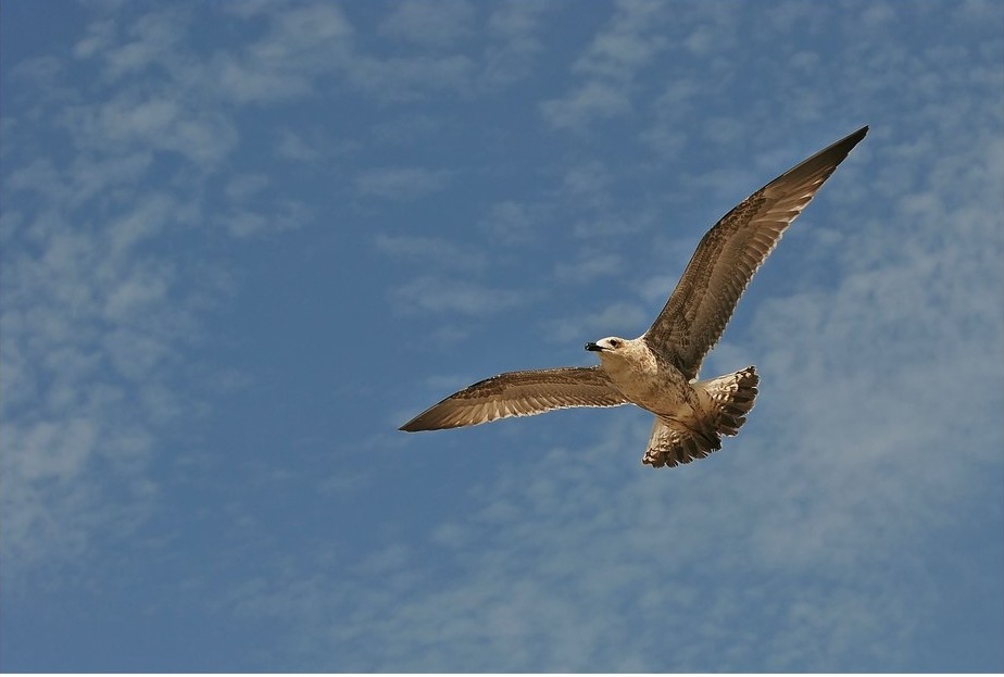 Foto de Tenerife (Santa Cruz de Tenerife), España