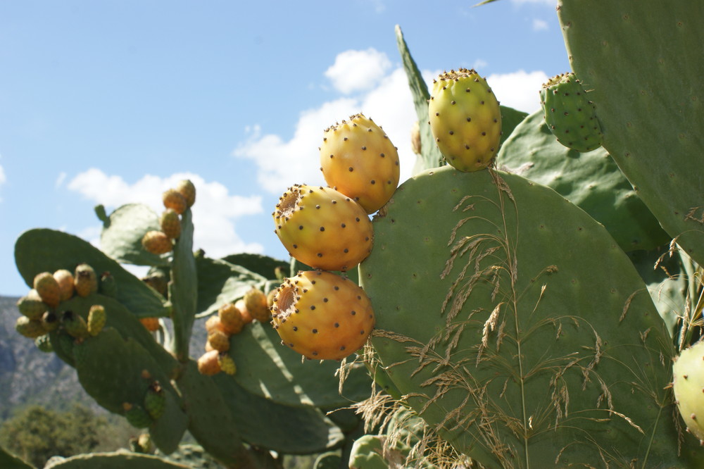 Foto de Lanzarote (Las Palmas), España