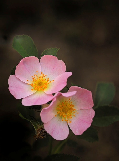Foto de Lanzarote (Las Palmas), España