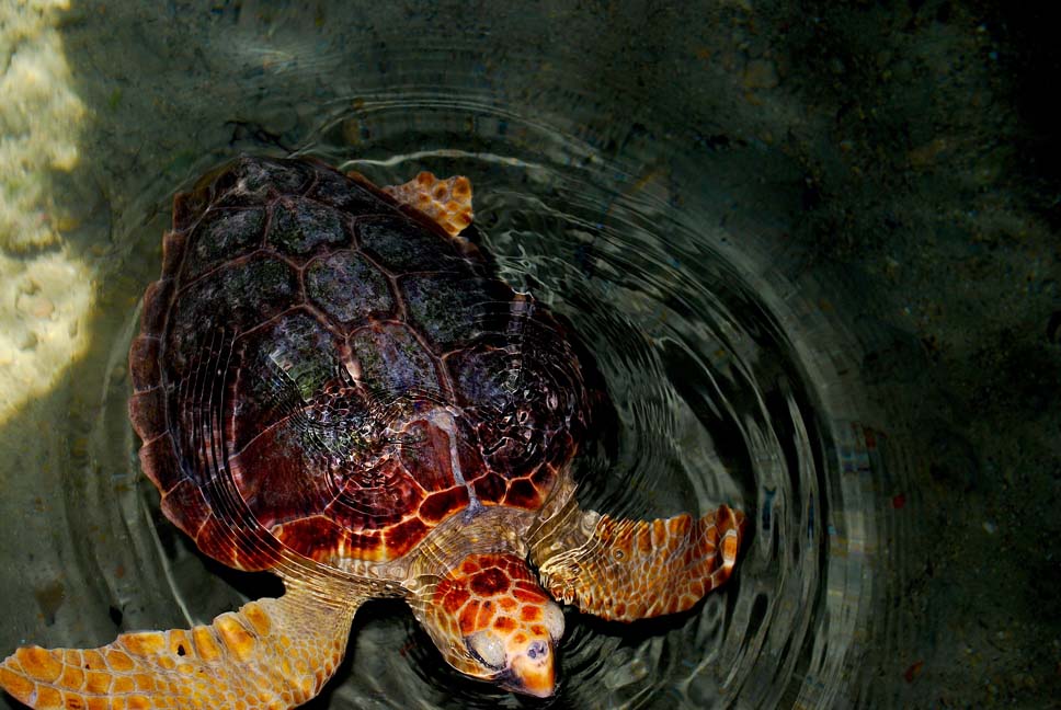 Foto de Eivissa (Ibiza) (Illes Balears), España