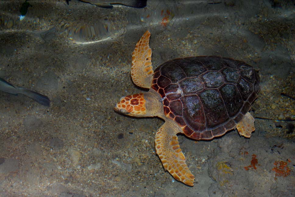 Foto de Eivissa (Ibiza) (Illes Balears), España