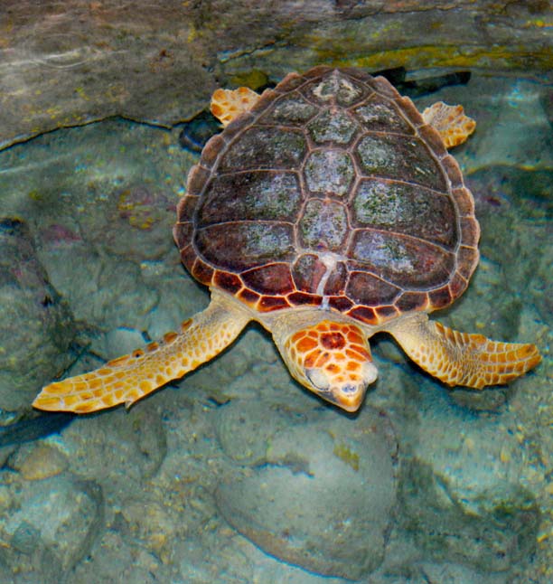 Foto de Eivissa (Ibiza) (Illes Balears), España