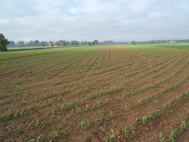 Foto de Mollerussa (Lleida), España