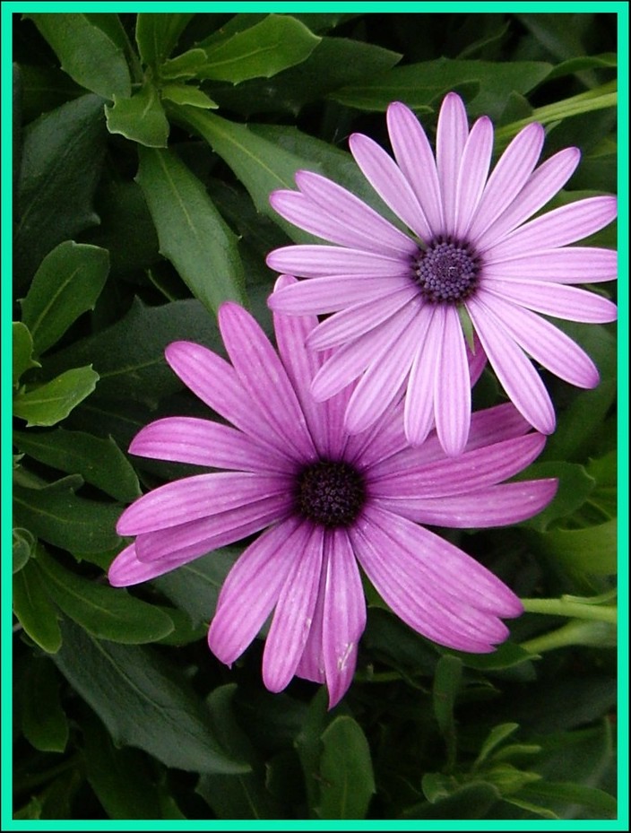 Foto de Mallorca (Illes Balears), España