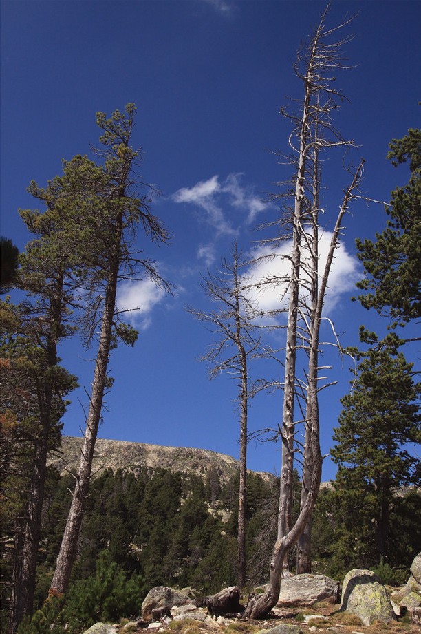 Foto de La Cerdanya (Girona), España