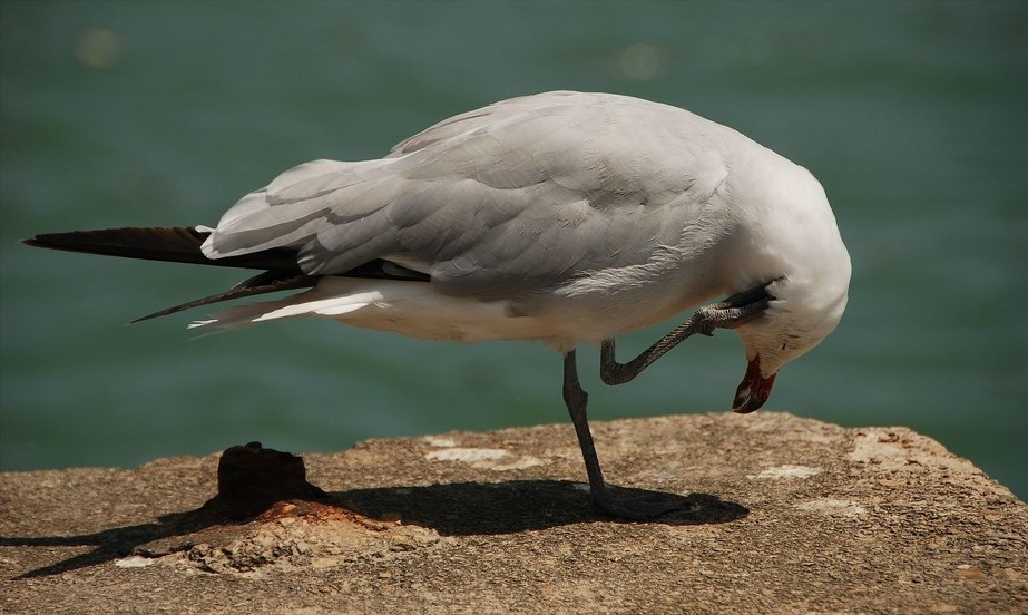 Foto de La Cerdanya (Girona), España