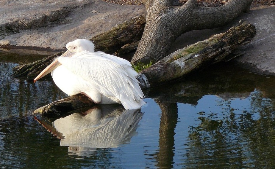 Foto de La Cerdanya (Girona), España