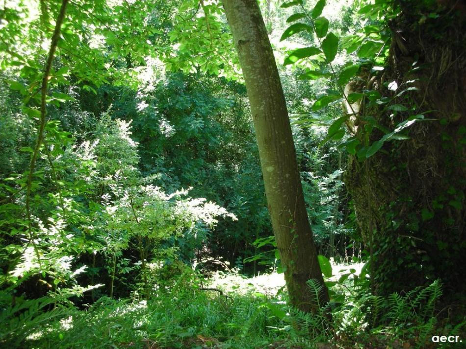 Foto de Pola de Allande (Asturias), España