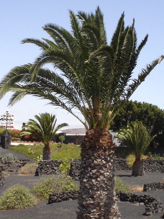 Foto de Lanzarote (Las Palmas), España