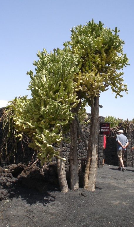 Foto de Lanzarote (Las Palmas), España