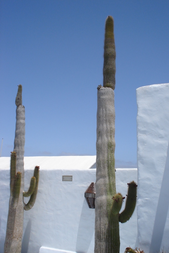 Foto de Lanzarote (Las Palmas), España