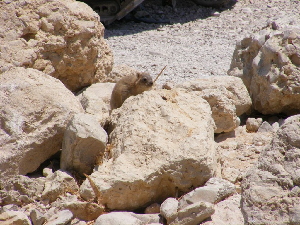 Foto de Ein Gedi, Israel