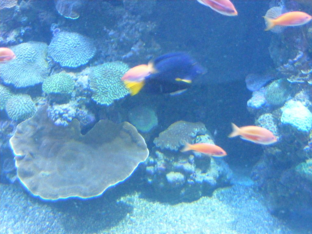 Foto de Eilat, Israel