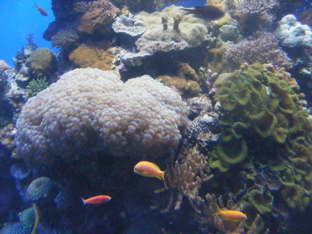 Foto de Eilat, Israel