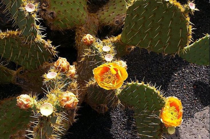 Foto de Lanzarote (Las Palmas), España