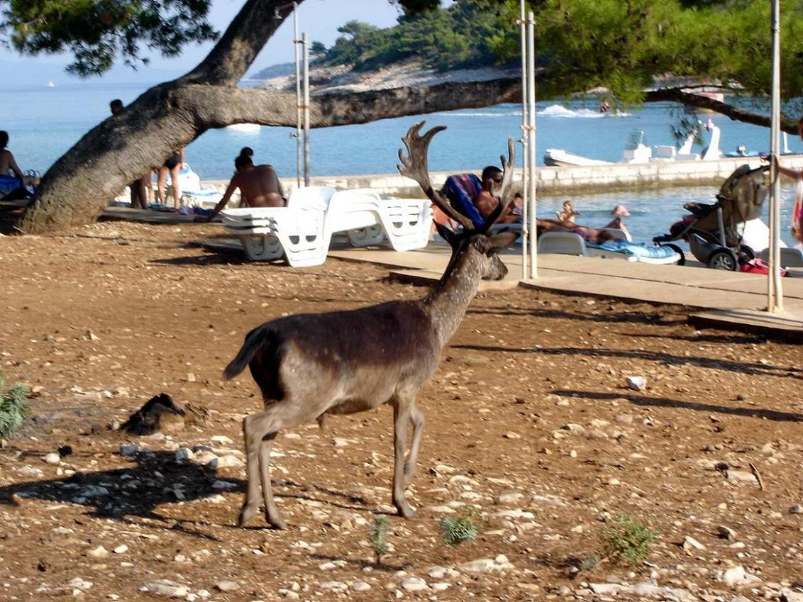 Foto de Korcula, Croacia