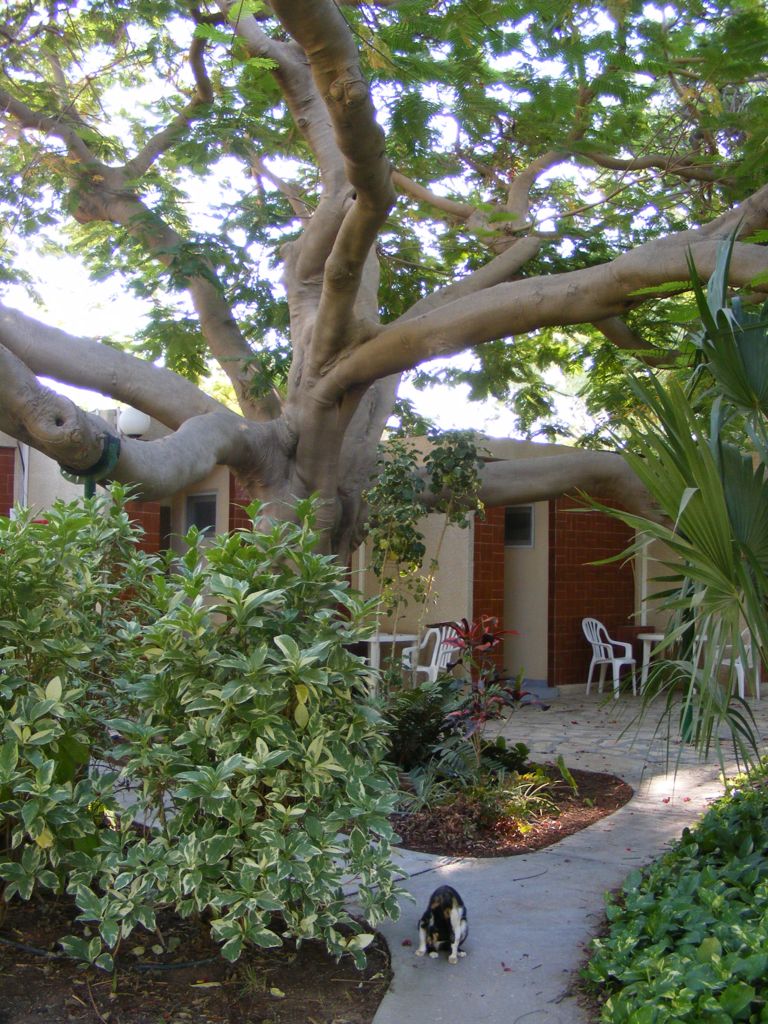 Foto de Ein Gedi, Israel