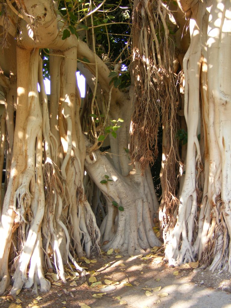 Foto de Ein Gedi, Israel