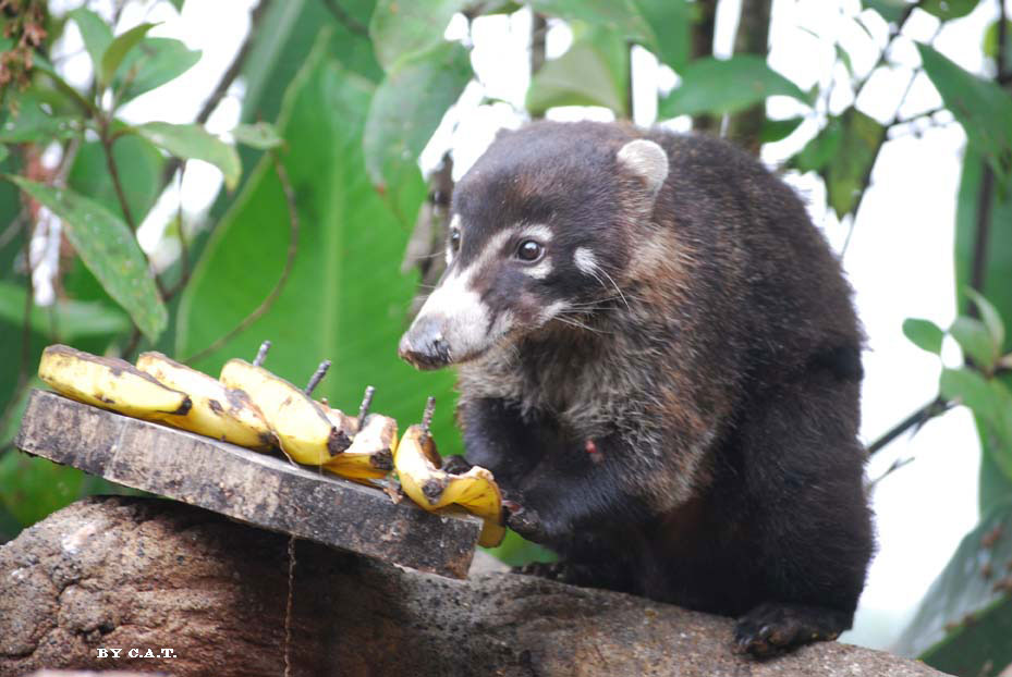 Foto de Guanacaste, Costa Rica