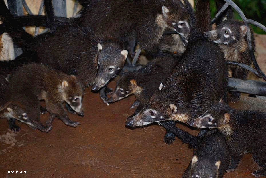 Foto de Guanacaste, Costa Rica