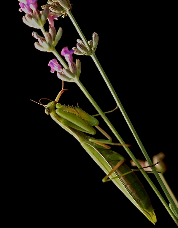 Foto de Puigpedros (Girona), España