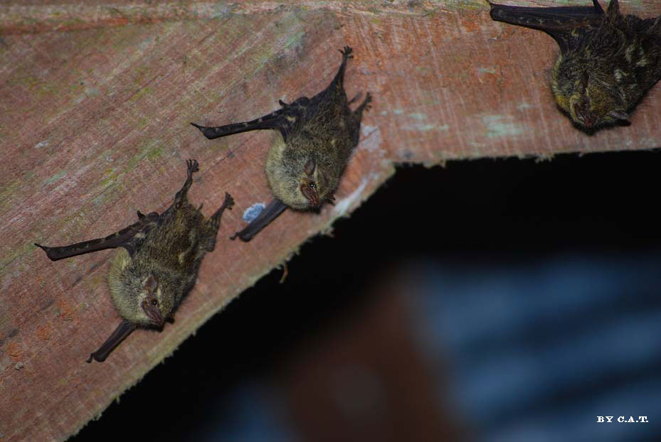 Foto de Limón, Costa Rica