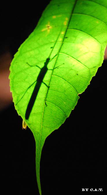 Foto de Puntarenas, Costa Rica