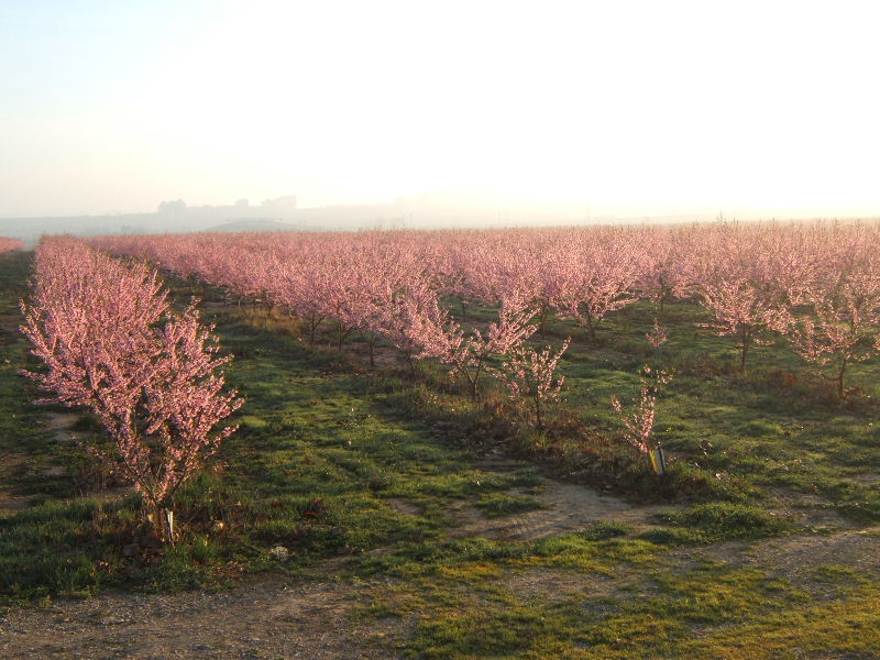 Foto de Juneda (Lleida), España