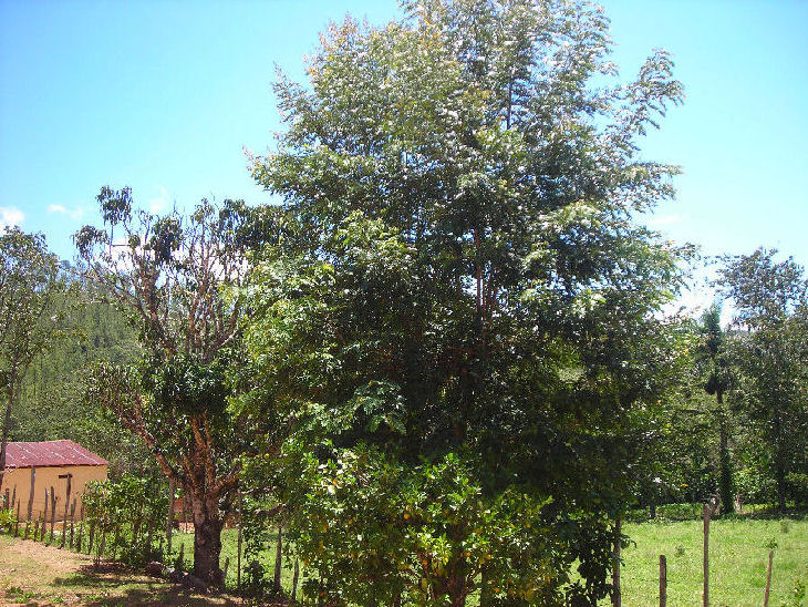 Foto de Manacla, República Dominicana