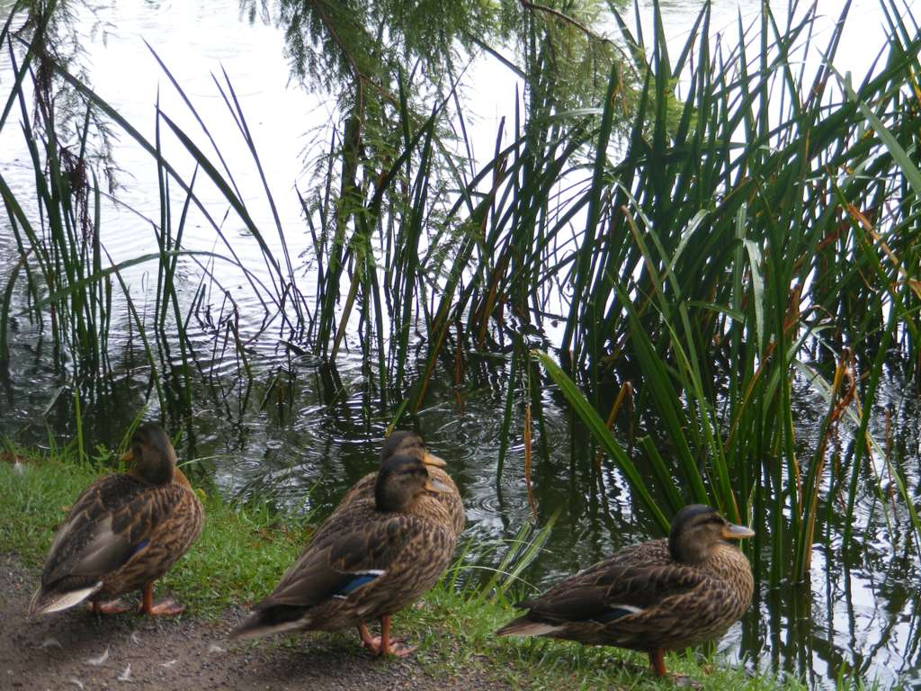 Foto de Gernika (Vizcaya), España