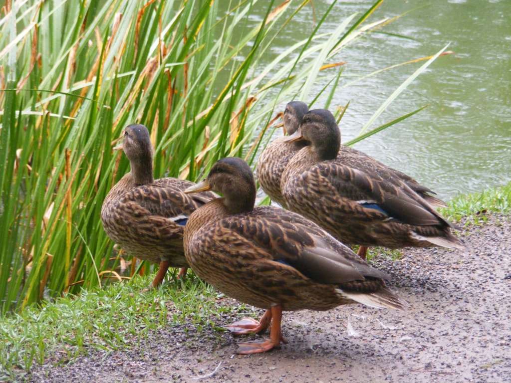 Foto de Gernika (Vizcaya), España
