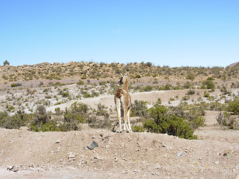 Foto de Arica, Chile