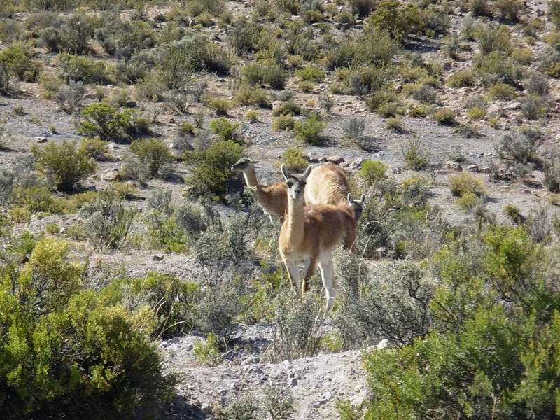 Foto de Arica, Chile