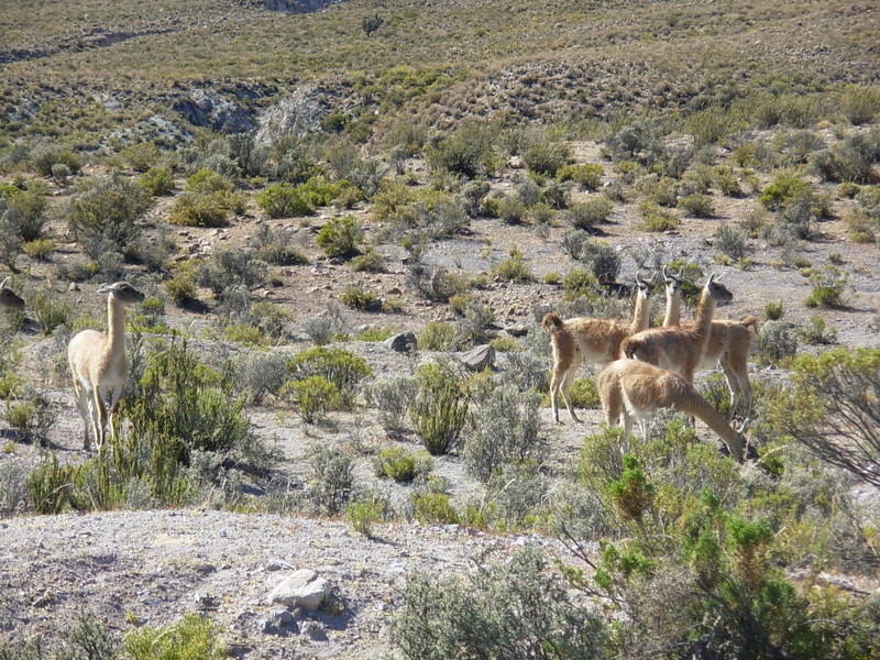 Foto de Arica, Chile