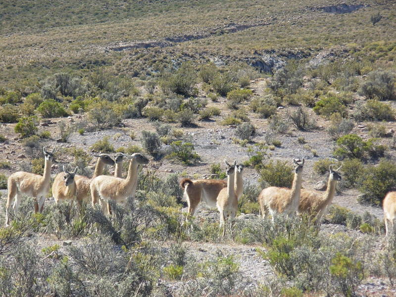 Foto de Arica, Chile