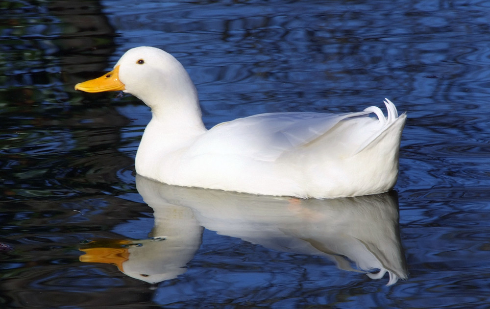 Foto de Puigcerdà (Girona), España