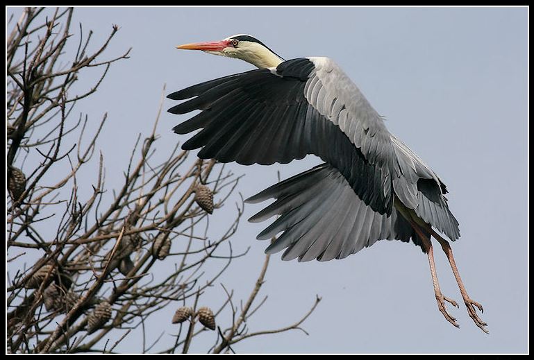 Foto de Cáceres (Extremadura), España