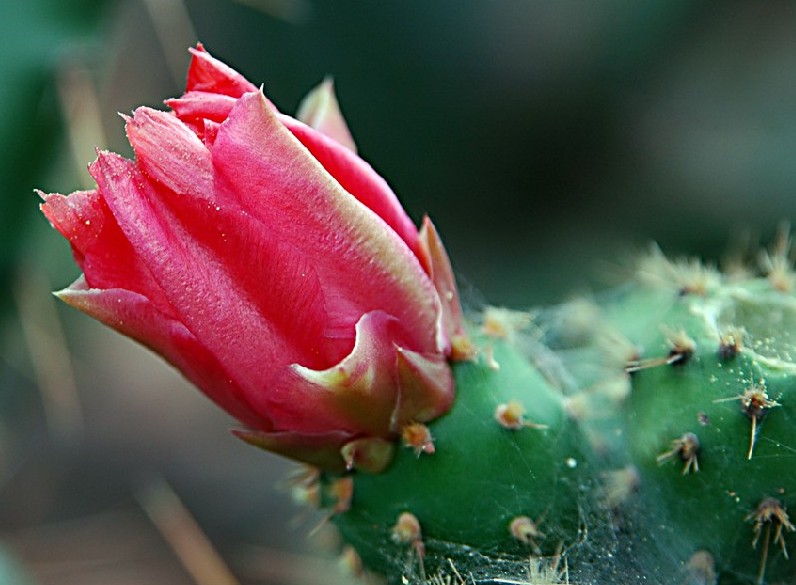 Foto de Lanzarote (Las Palmas), España