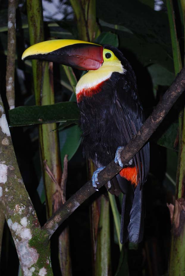 Foto de Alajuela, Costa Rica