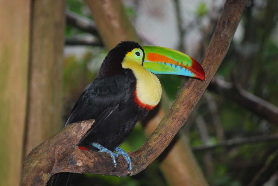 Foto de Alajuela, Costa Rica